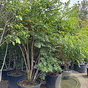 Koelreuteria paniculata 200-250 cm cont. 80L meerstammig