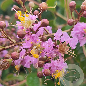 Lagerstroemia 'Muskogee' 18-20 HO container