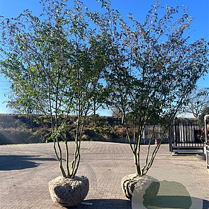 Ligustrum sinense 300-350 cm cont. 450L meerstammig