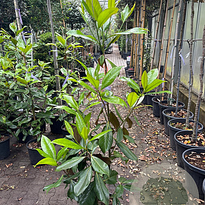 Magnolia grand. 'Galissonnière' 100-125 cm 12L