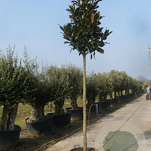 Magnolia grand. 'Galissonnière' 10-12 HO cont. 55L