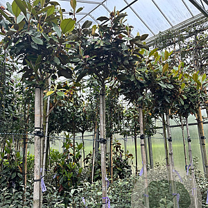 Magnolia grand. 'Little Gem' hoogstam 25L
