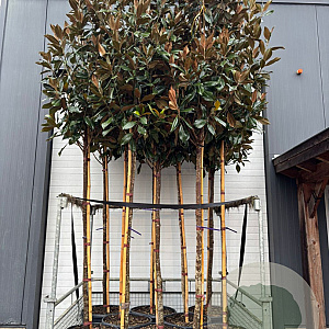 Magnolia grandiflora 12-14 HO container
