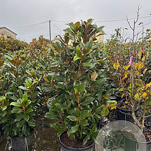 Magnolia grandiflora 160-180 cm container