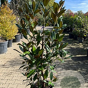 Magnolia grandiflora 16-18 HO cont. 180L