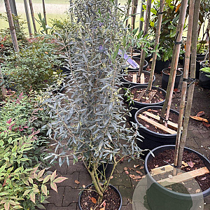 Olea e. 'Cipressino' 100-120 cm 9L