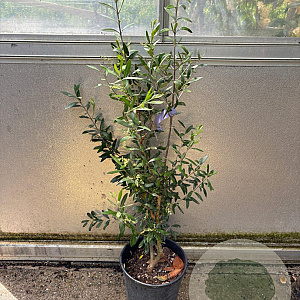 Olea europaea GM cont. 90L
