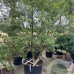 Osmanthus burkwoodii 200-250 cm cont. 130L meerstammig