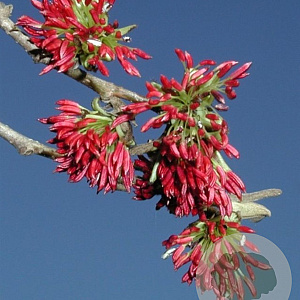 Parrotia persica 200-250 cm cont. 160L meerstammig