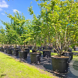 Parrotia persica 250-300 cm cont. 110L meerstammig