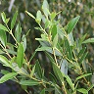 Phillyrea angustifolia 200-250 cm cont. 350L meerstammig solitair