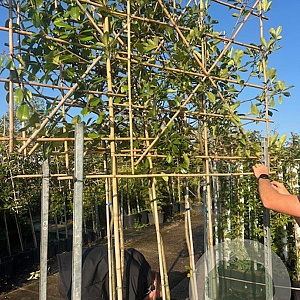 Photinia fraseri 'Red Robin' 12-14 HO cont. 190L lei 150x150 