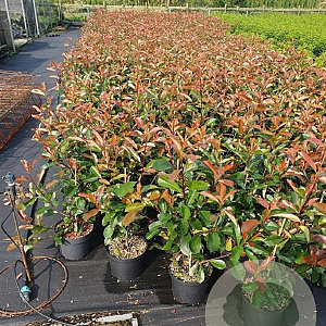 Photinia fraseri 'Red Robin' 60-80 cm 5,0L