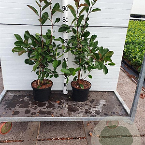 Photinia fraseri 'Red Robin' 60-80 cm 5,0L