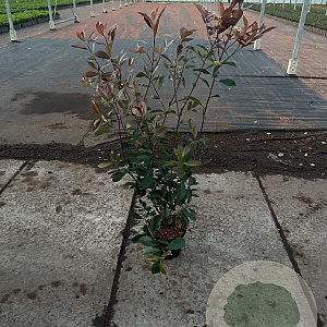 Photinia fraseri 'Red Robin' 60-80 cm 5,0L