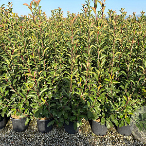 Photinia fraseri 'Red Robin' 80-100 cm 9L