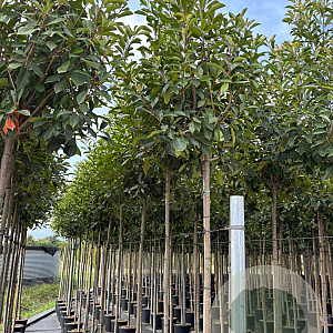 Photinia fraseri 'Red Robin' 8-10 HO container