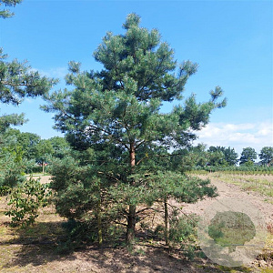 Pinus sylv. 'Glauca' 175-200 cm cont. 70L schaalvorm pompon