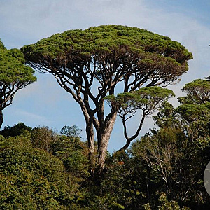 Pinus pinea 16-18 HO cont. 80L