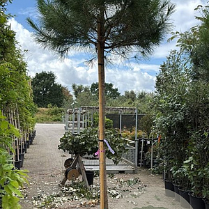 Pinus pinea 18-20 HO cont. 180L