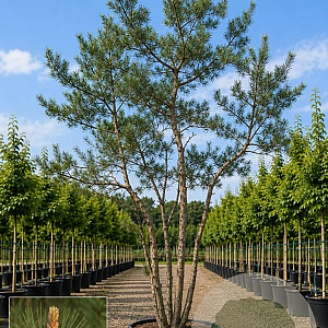 Pinus sylvestris GM cont. 230L meerstammig