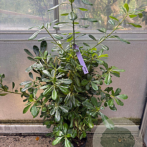 Pittosporum tobira 60-80 cm 4,0L
