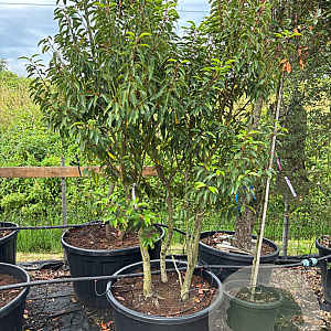 Prunus l. 'Angustifolia' 100-125 cm cont. 70L meerstammig