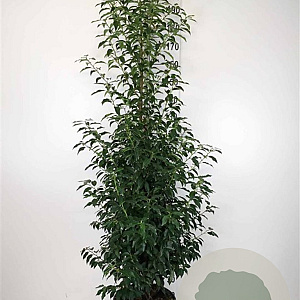 Prunus l. 'Angustifolia' 175-200 cm 35L
