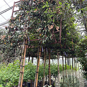 Prunus lusitanica 'Brenelia' 10-12 HO cont. 55L lei 120x120 