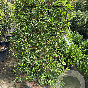 Prunus lusitanica 'Brenelia' 120 cm container lei 80x120