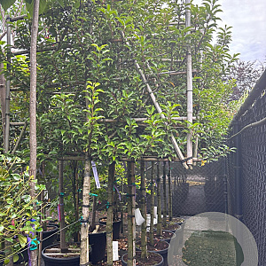 Prunus lusitanica 'Brenelia' cont. 55L lei 150x120