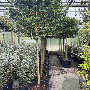 Prunus lusitanica 'Brenelia' 12-14 HA  lei 100x80