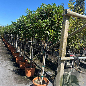 Prunus lusitanica 'Brenelia' halfstam container