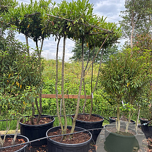 Prunus l. 'Caucasica' 225-275 cm cont. 290L Hoogstam meerstammig dak vorm