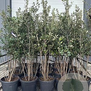 Quercus ilex 125-150 cm 15L meerstammig