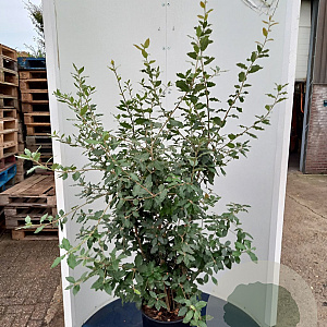Quercus ilex 125-150 cm 25L meerstammig