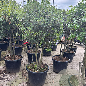 Quercus ilex 125-150 cm container meerstammig