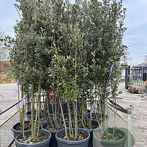 Quercus ilex 200-250 cm container meerstammig extra