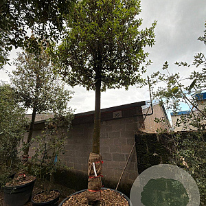 Quercus ilex 35-40 HO container