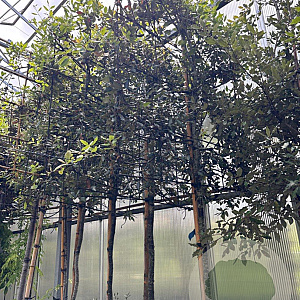 Quercus ilex 8-10 HO container lei 120x120