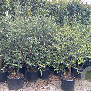 Quercus suber 150-200 cm cont. 65L meerstammig