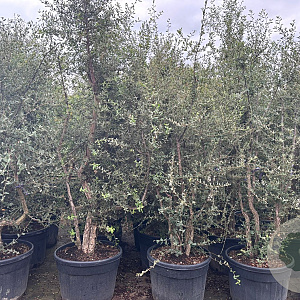 Quercus suber 200-250 cm container meerstammig extra