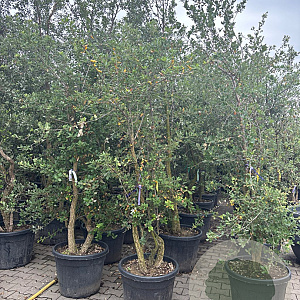 Quercus suber 250-300 cm container meerstammig