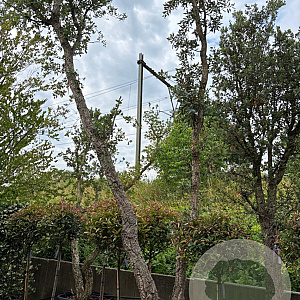 Quercus suber 500-550 cm container meerstammig