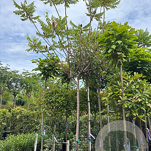 Rhus typhina 14-16 HO cont. 80L