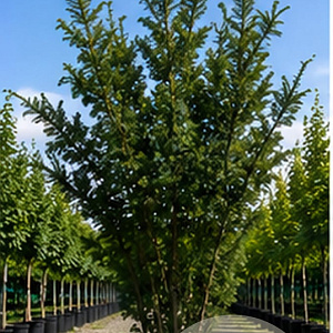 Taxus media 'Hicksii' 300-350 cm cont. 600L meerstammig