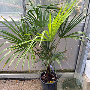 Trachycarpus fortunei GM cont. 90L