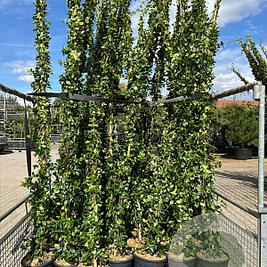 Trachelospermum jasminoides 250-300 cm 18L Gestokt