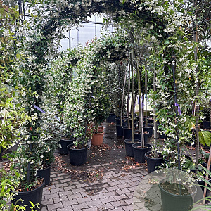 Trachelospermum jasminoides GM container boog
