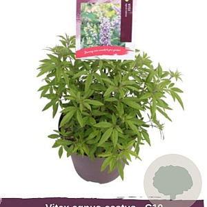 Vitex agnus-castus 14-16 HO container 125 cm stam LEIVORM